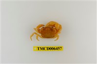 藏品(大里澤蟹)的圖片